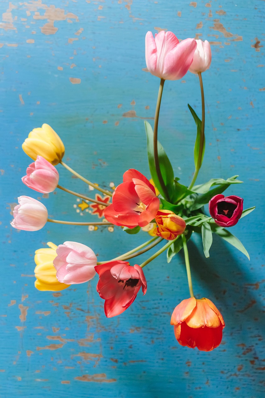 flowers, tulips, spring